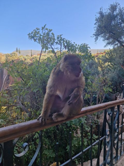 From Marrakech: Ouzoud Waterfalls Guided Trip with Boat Ride - Lunch and Relaxation