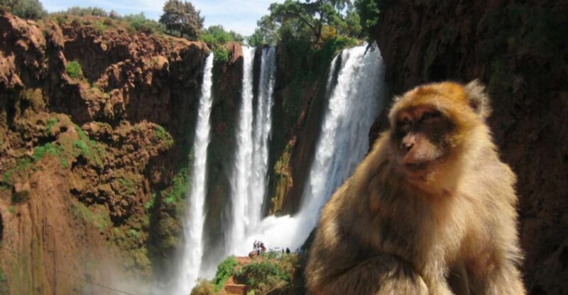 From Marrakech: Ouzoud Waterfalls Local Guided and Boat Ride - Practical Details & What to Keep in Mind
