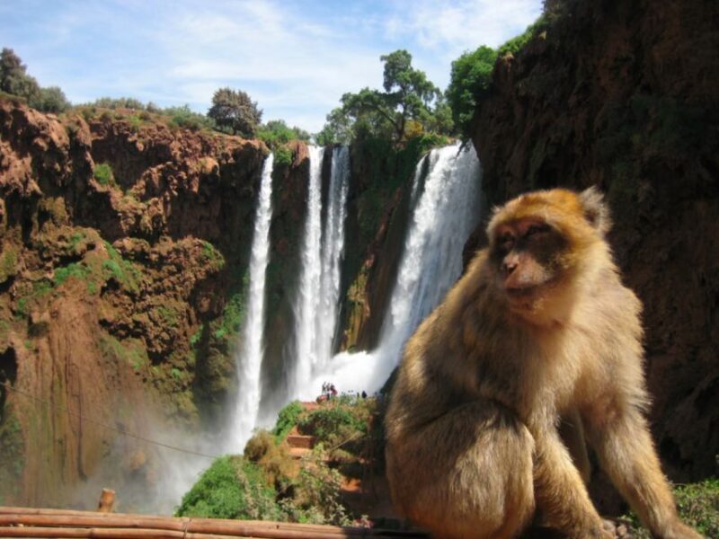 From Marrakech: Ouzoud Waterfalls Local Guided and Boat Ride - Authenticity and Value