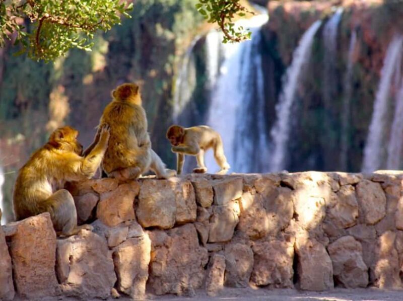 From Marrakech: Private Ouzoud Falls & Boat Ride Day Trip - Authentic Traveler Insights: What Makes This Tour Stand Out?