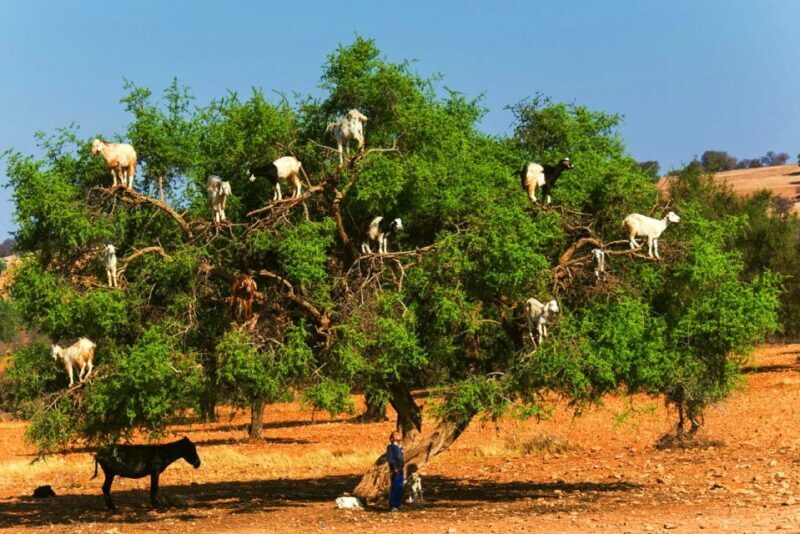 From Marrakech Shared Small Group Tour to Essaouira mogador - Who Will Love This Tour?