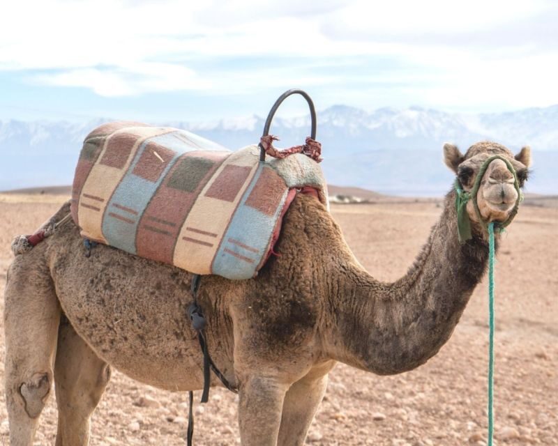 From Marrakech: Sunset Camel Ride in the Agafay Desert - Who Should Consider This Tour?