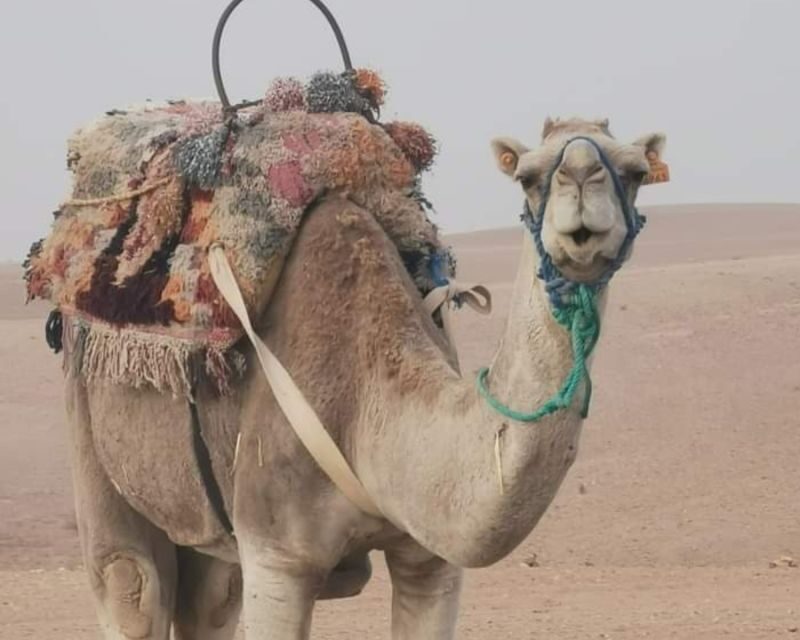 From Marrakech: Sunset Camel Ride in the Agafay Desert - FAQ