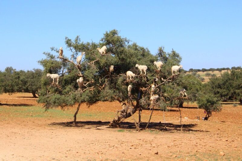From Marrakech to Essaouira coast day tour - Frequently Asked Questions