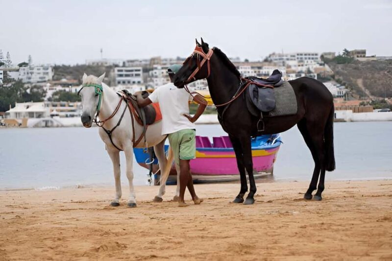 From Marrakech to Oualidia and Safi: A Coastal Day Trip - The Sum Up