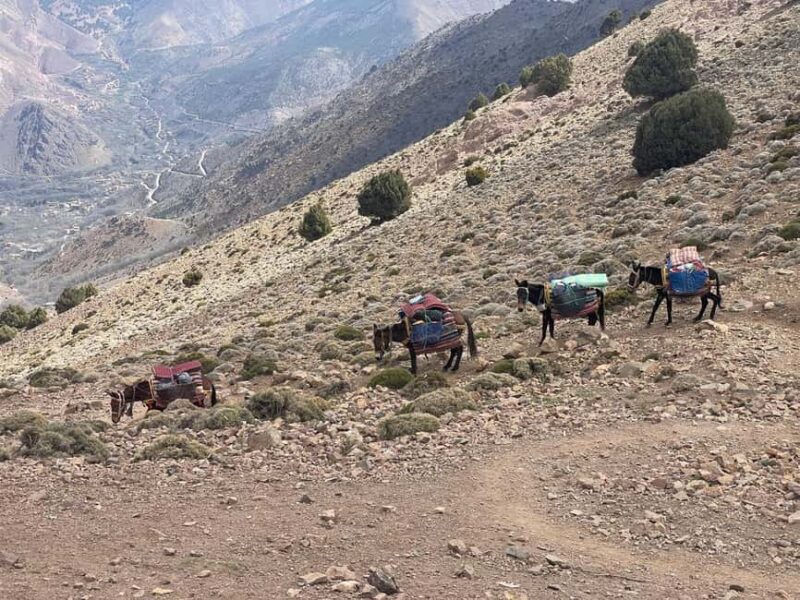 From Marrakech: Trek to Atlas Mountains, Full-Day Trip Lunch - The Sum Up