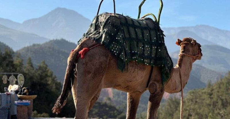 From Marrakech : Valley Ourika Day Trip and Atlas Mountains - Key Points