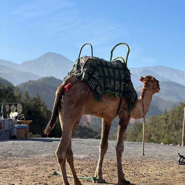 From Marrakech : Valley Ourika Day Trip and Atlas Mountains - Who Should Consider This Tour?