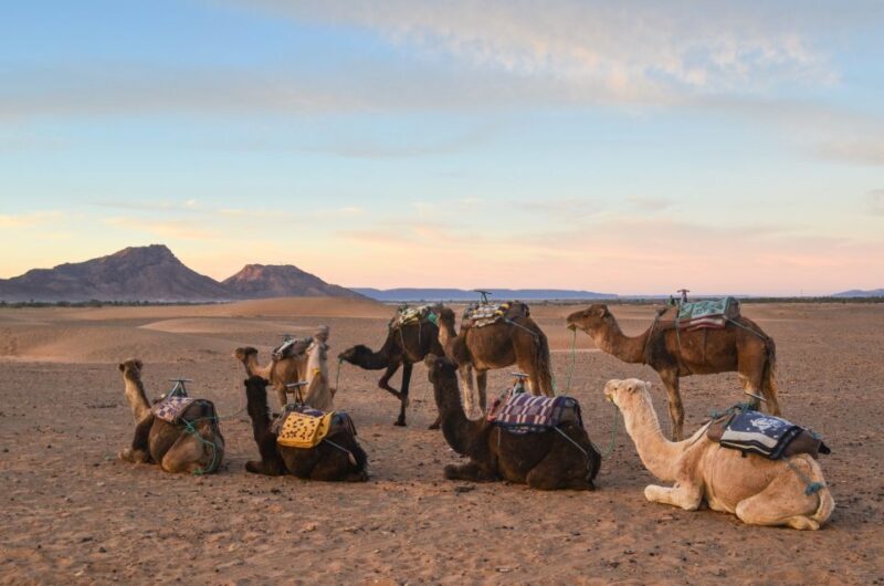 From Marrakesh: 2-Day Desert Zagoura Tour - Who Should Consider This Tour?