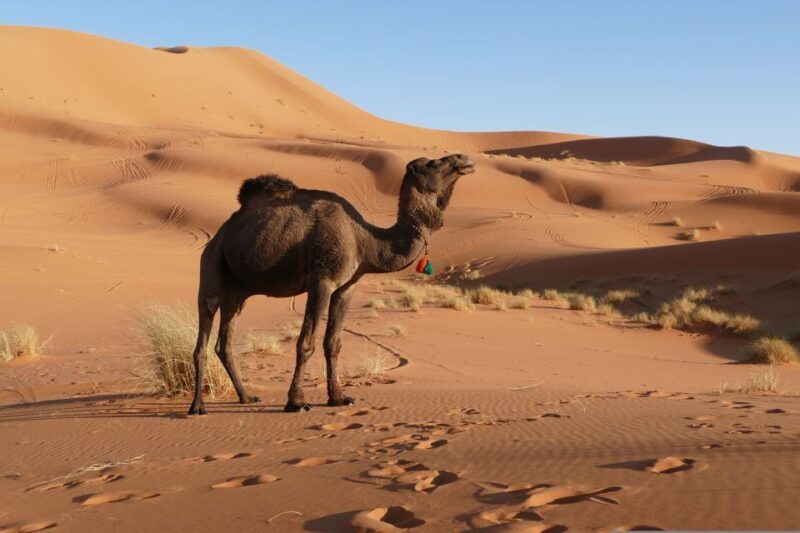From Marrakesh: 3-Days Erg Chegaga Désert Tours - FAQ