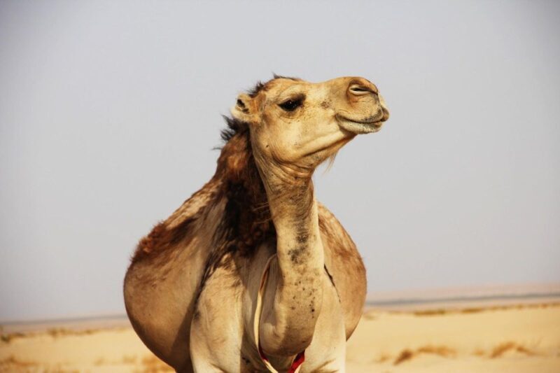 From Marrakesh: Atlas Mountains in Imlil Day Trip with Lunch - An In-Depth Look at the Itinerary and What Youll Experience