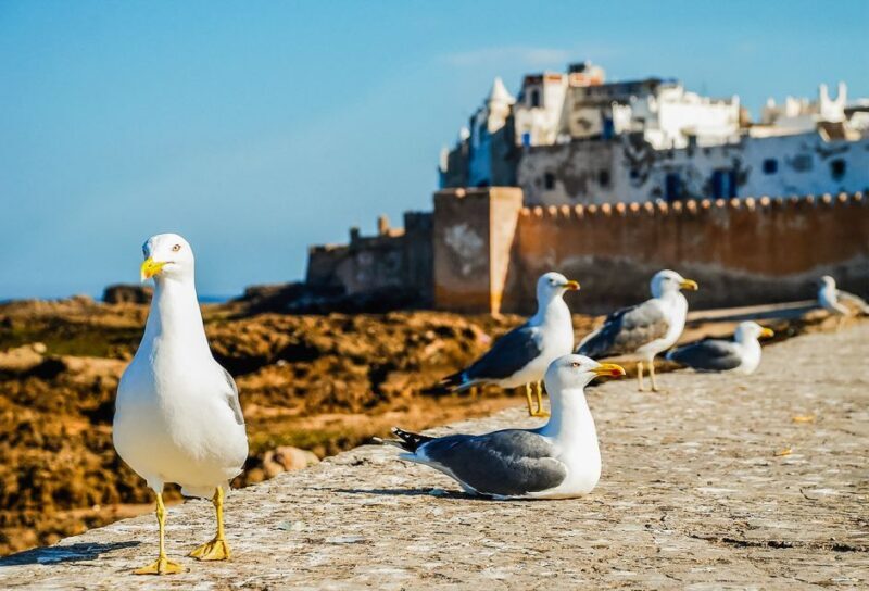 From Marrakesh: Essaouira Full-Day Trip - Frequently Asked Questions