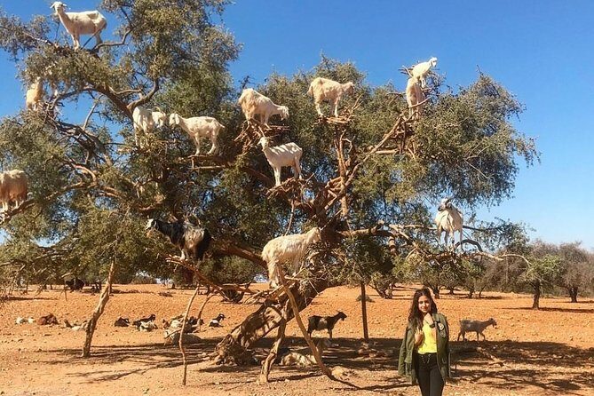 From Marrakesh: Essaouira Full-Day Trip - The Itinerary in Detail