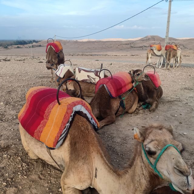 From Marrakesh: Sunset Camel Ride in the Agafay Desert - The Details: What’s Included and What to Know