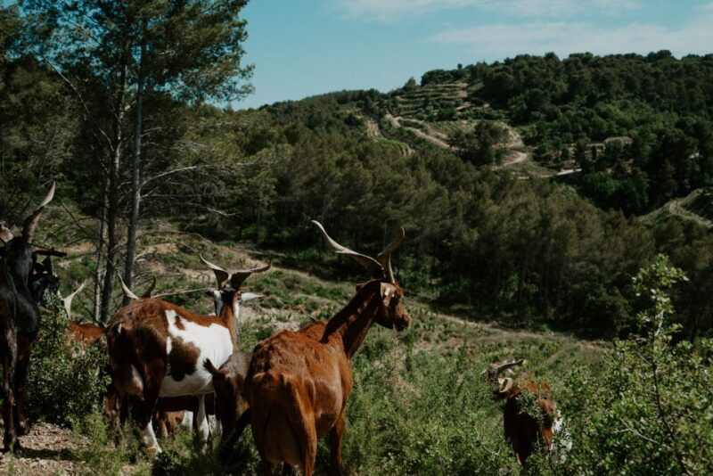 from-marseille-aix-en-provence-wine-and-cheese-tour