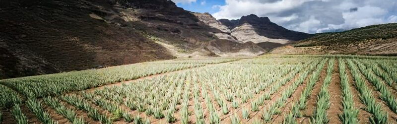 from-maspalomas-fataga-aloe-vera-farm-and-puerto-de-mogan