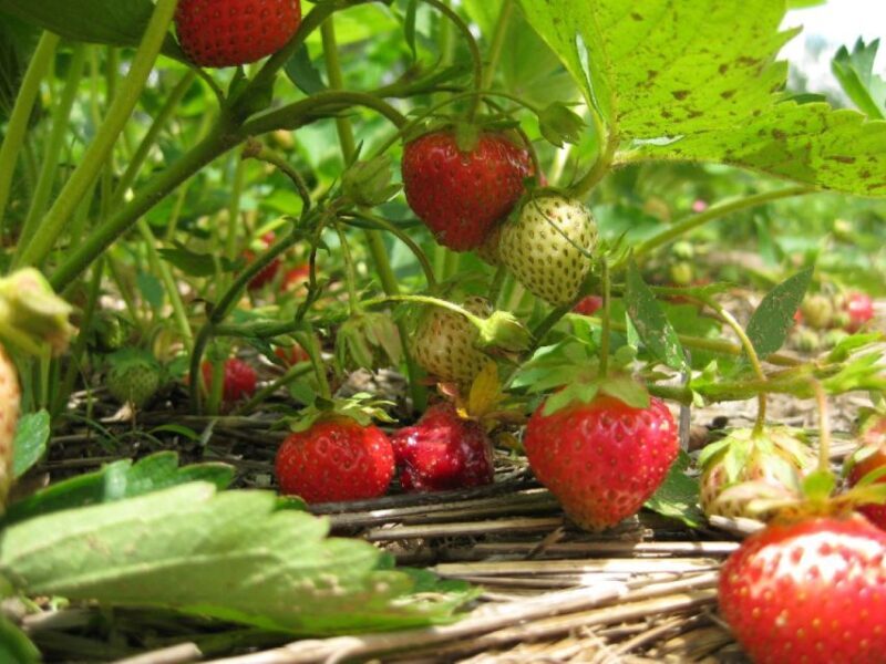 From Mattituck: North Fork Area Bike Tour with Food Tasting - Key Points