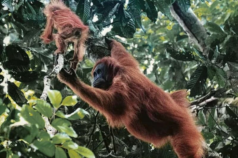 From Medan : Jungle Trekking for Orang Utan at Mount Leuser - The Guides and Responsible Tourism