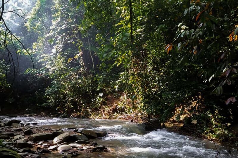 From Medan : Jungle Trekking for Orang Utan at Mount Leuser - The Sum Up