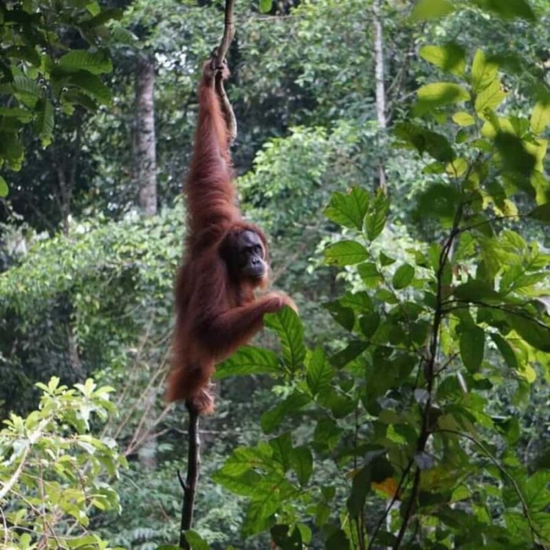 From Medan: Magnificent View & Jungle Trekking in Sumatra - A Closer Look at the Experience