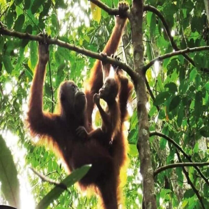 From Medan: Magnificent View & Jungle Trekking in Sumatra - What Makes This Tour a Great Choice?