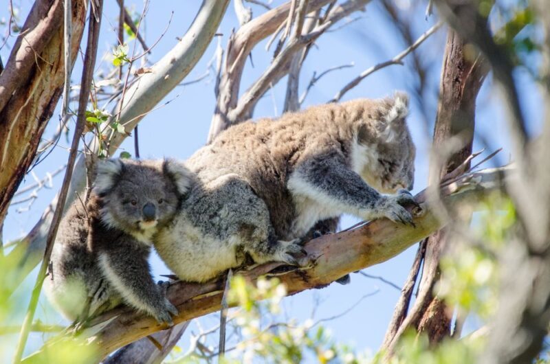 From Melbourne: 2-Day Great Ocean Road & Grampians Escape - An Overview of the Itinerary