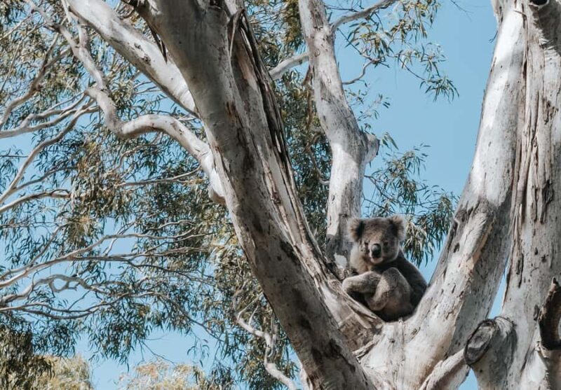 From Melbourne: 5-Day Victorian Alps & Gippsland Lakes Trip - FAQ