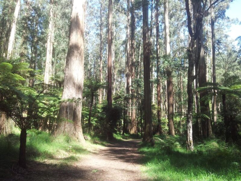 From Melbourne: Dandenong Ranges Private Day Tour - Forest Walks and Birdwatching