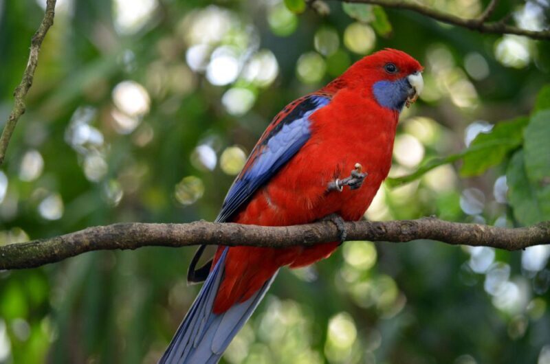 From Melbourne: Dandenong Ranges Private Day Tour - The Australian Garden