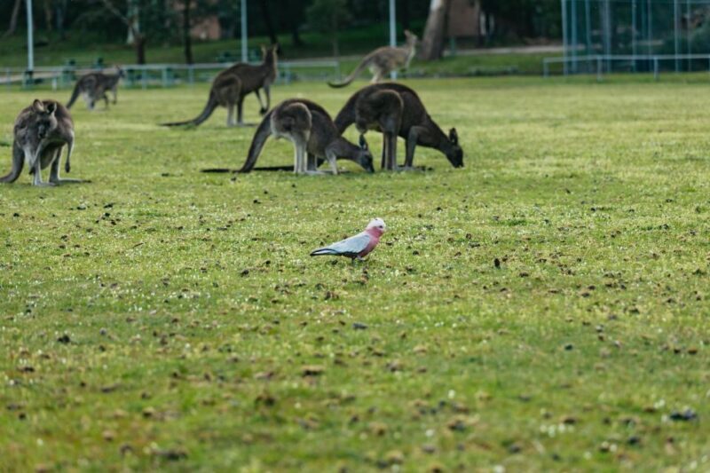 From Melbourne: Grampians National Park Group Tour - Key Points