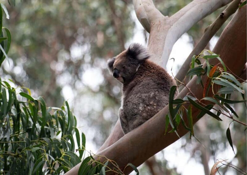 From Melbourne: Great Ocean Road & 12 Apostles Full-Day Tour - The Value of This Experience