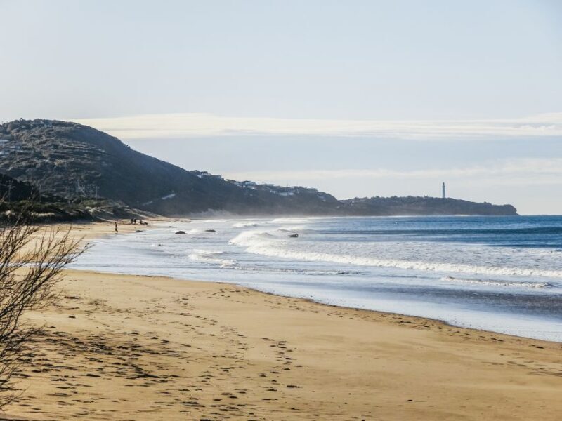 From Melbourne: Great Ocean Road, 12 Apostles, Wildlife Tour - Morning Pickup and Scenic Coastal Highlights