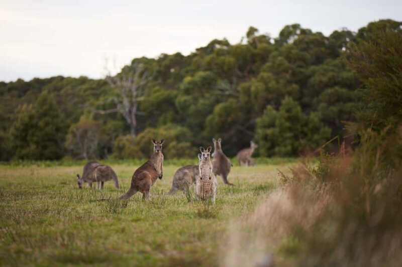 From Melbourne: Great Ocean Road, Dingos, Sparkling & Lunch - Who Will Enjoy This Tour?