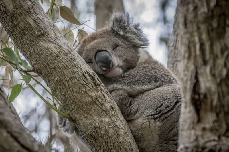 From Melbourne: Great Ocean Road & Wildlife Sightseeing Tour - Key Points