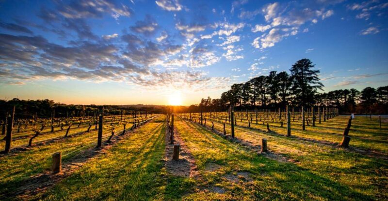 From Melbourne: Mornington Peninsula Food & Wine Taste Trail - Authentic Experiences and Reviews