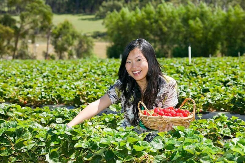 From Melbourne: Mornington Peninsula: Sightseeing Tour - FAQs  
