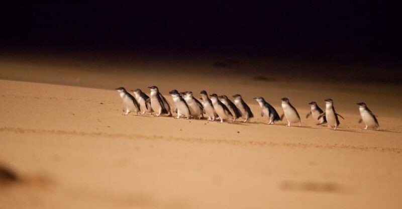 From Melbourne: Penguin Parade Afternoon Tour - The Itinerary Breakdown