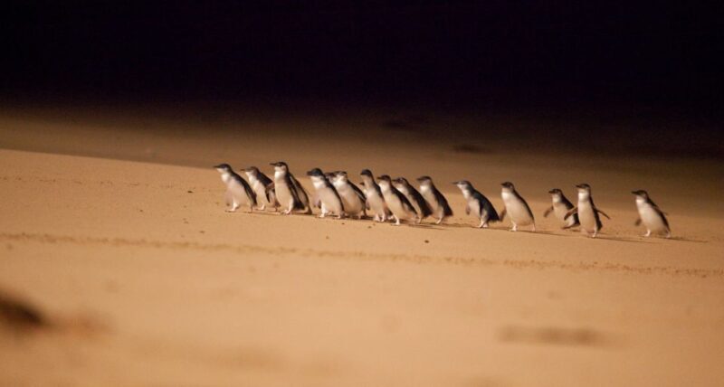 From Melbourne: Penguin Parade Afternoon Tour - Who Would Love This Tour?