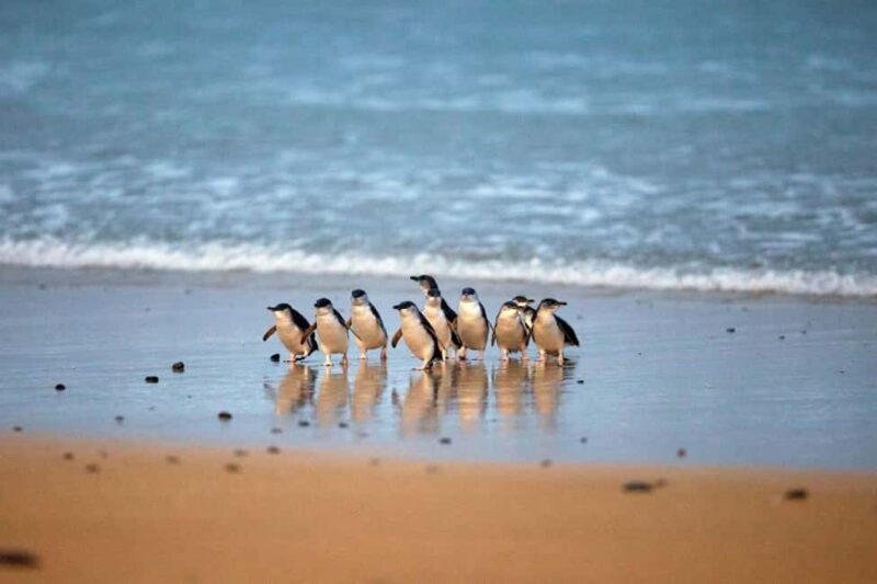 From Melbourne: Penguin Parade and Koalas Tour - Key Points