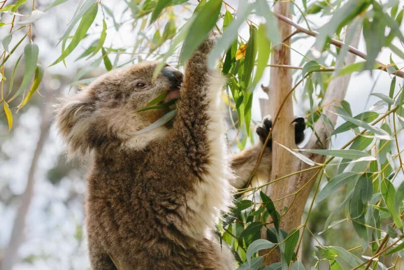 From Melbourne: Penguin Parade and Koalas Tour - Authentic Insights from Reviewers