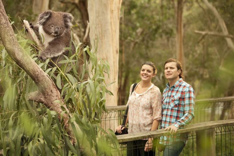 From Melbourne: Penguin Parade and Koalas Tour - Frequently Asked Questions