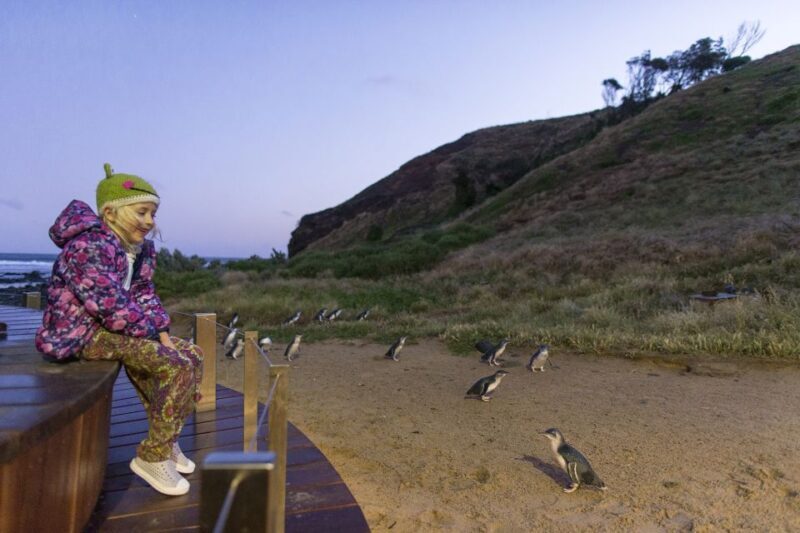 From Melbourne: Penguin Parade and Koalas Tour - Final Words