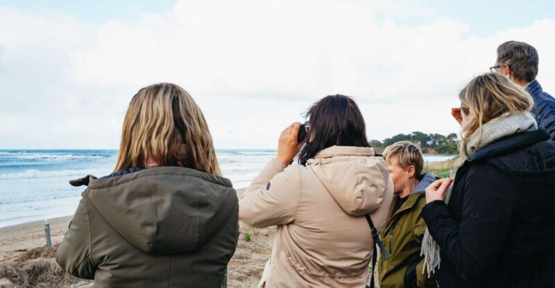 From Melbourne: Penguin Parade, Koalas & Kangaroos - Key Points