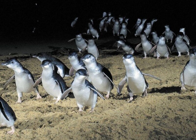 From Melbourne: Penguin Parade, Koalas & Kangaroos - Exploring Phillip Island: What to Expect