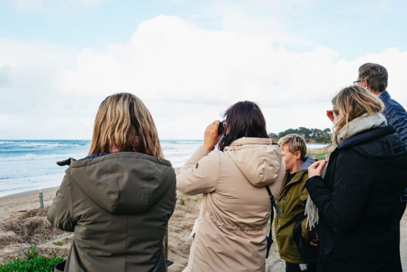 From Melbourne: Penguin Parade, Koalas & Kangaroos - Authentic Experiences and Tips from Reviewers