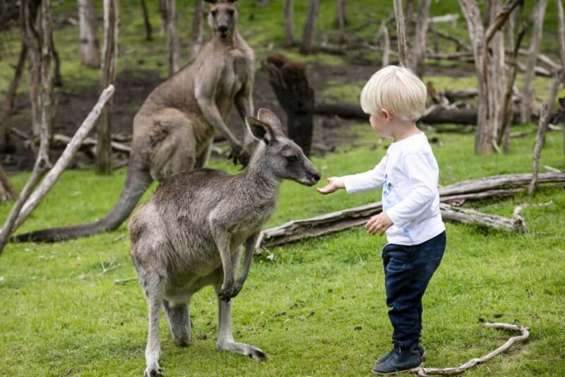 From Melbourne: Penguin Parade, Koalas & Kangaroos - The Sum Up