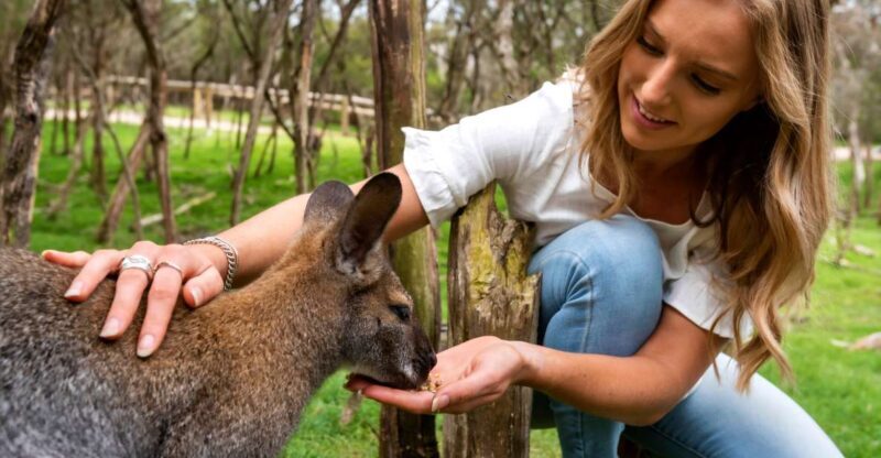 From Melbourne: Penguins and Wildlife Nature Day Tour - Key Points
