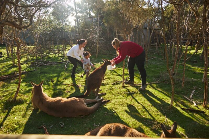 From Melbourne: Penguins and Wildlife Nature Day Tour - Practical Details and What You Need to Know