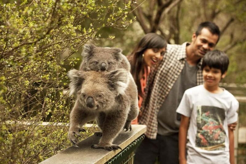 From Melbourne: Phillip Is Penguin Parade & Koala Reserve - Introduction
