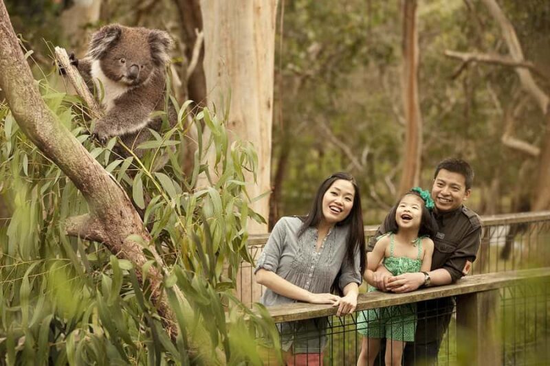From Melbourne: Phillip Is Penguin Parade & Koala Reserve - Practical Details & Value